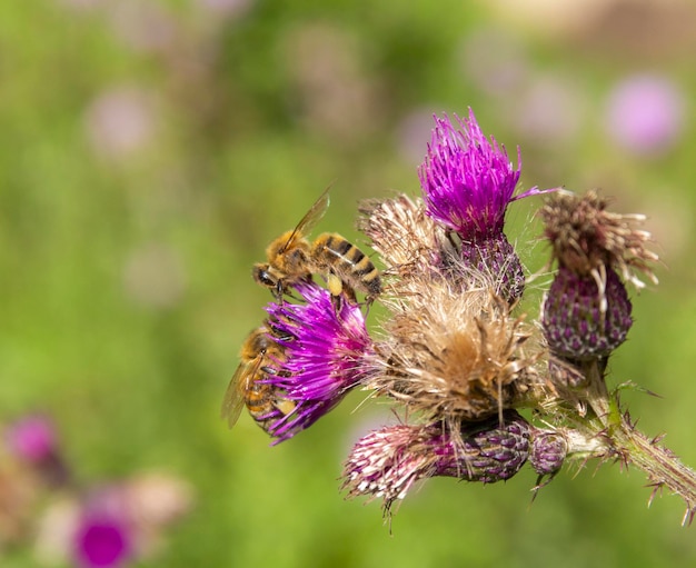 Las abejas en la flor de la violeta