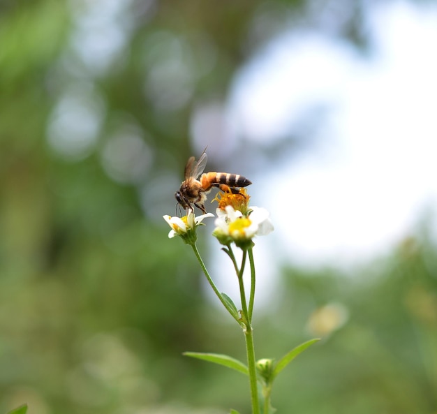 Las abejas a una flor