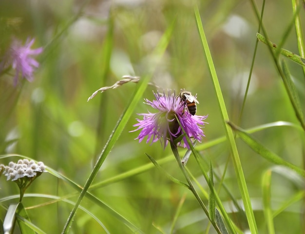 Abejas y flores de bardana