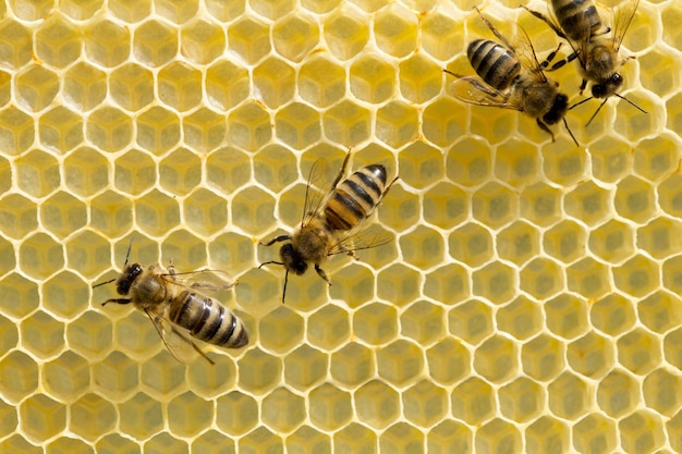 abejas en honeycells