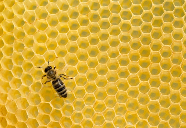 abejas en honeycells