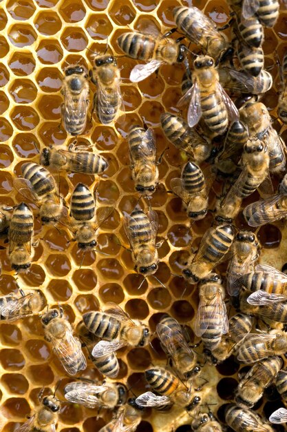 abejas en honeycells