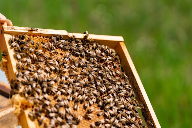 Las abejas llenan el marco de miel con panal en el verano en el patio. De cerca