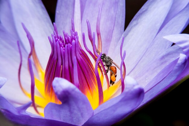 Abejas y loto hermoso.