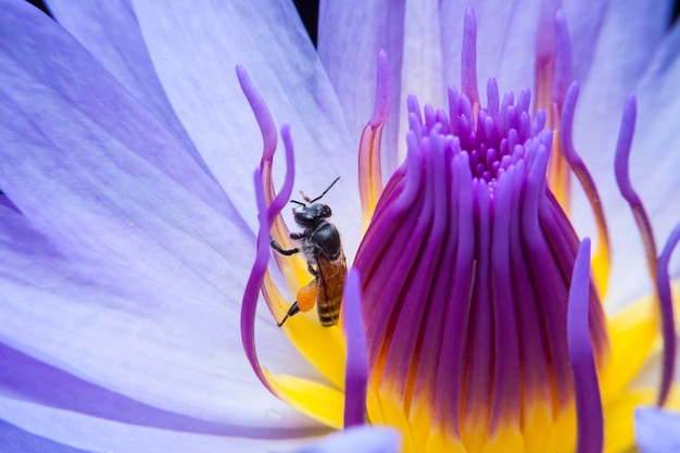 Abejas y loto hermoso.