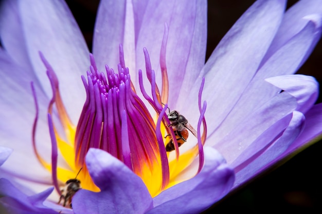 Abejas y loto hermoso.