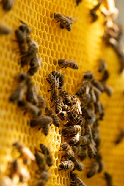 Abejas en marco de panal con poca profundidad de campo enfoque selectivo macro primer plano