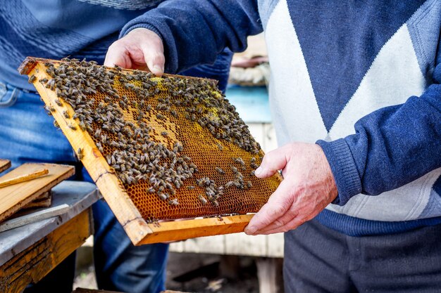 Abejas en marco de panal que el apicultor sostiene en sus manos. Trabajar en un colmenar