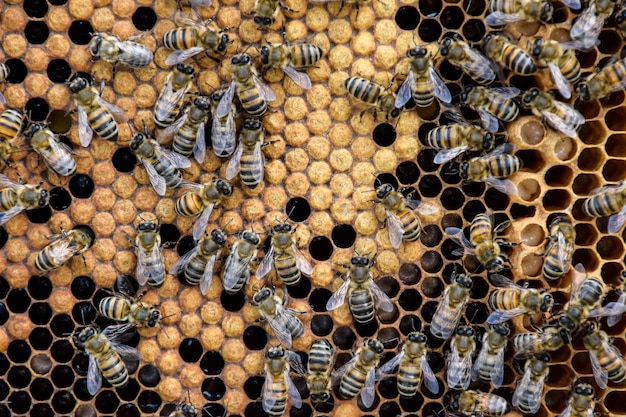 Abejas melíferas en el apiario casero