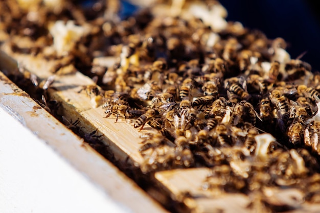 Abejas de miel en panal en una colmena natural hecha de madera y cera de abejas