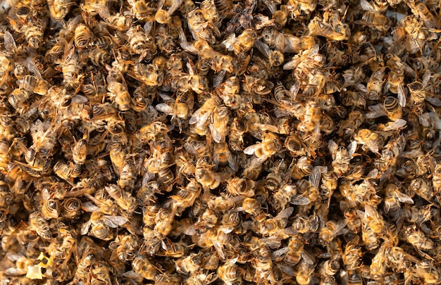 Abejas muertas envenenadas o muertas por el mal tiempo