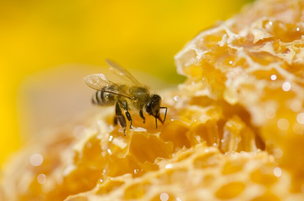 Abejas obreras en celdas de miel.