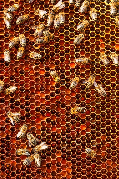 Abejas obreras en marcos de polen de miel de cerca