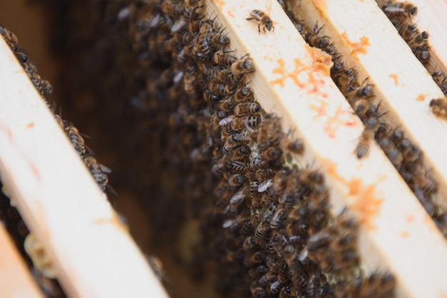 Abejas en el panal Celda de miel con abejas Apicultura Colmenar Colmena de madera y abejas Colmena con marcos de abejas melíferas de la vista superior de la colmena Enfoque suave