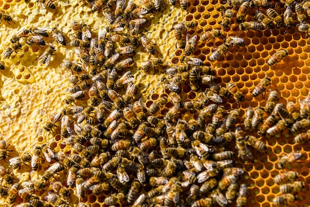 Abejas en el panal. Concepto apícola. De cerca