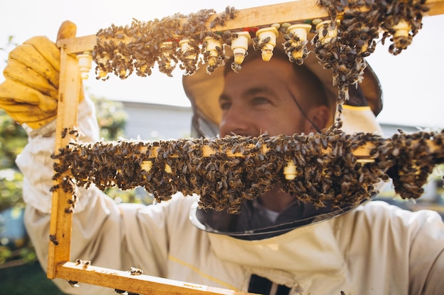 Abejas y panal orgánico con jalea real Hombre apicultor sosteniendo un marco de madera con celdas de reina panal con leche real de abejas Miel de abeja Cuidado de cría colonia de abejas colmena apicultura