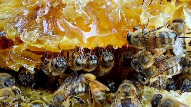 Abejas en panal, tiro macro, enfoque selectivo