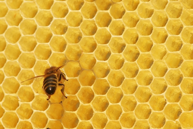 Abejas en un panal