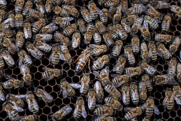 Abejas en panales y abeja reina