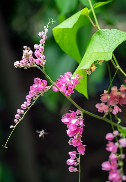 Las abejas polinizan la flor rosa