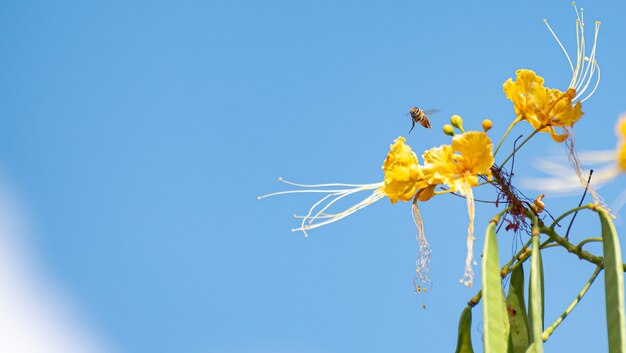 Abejas polinizando flores y cielo azul.