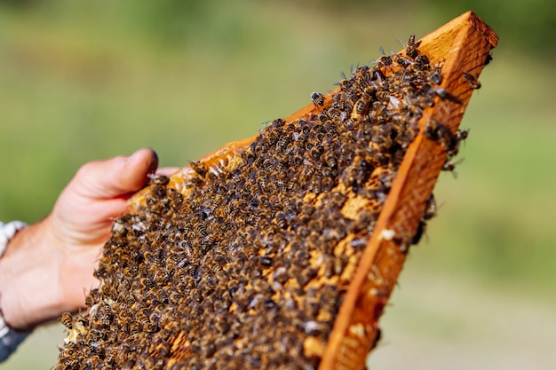 Abejas pululando en panal en la mano del macho