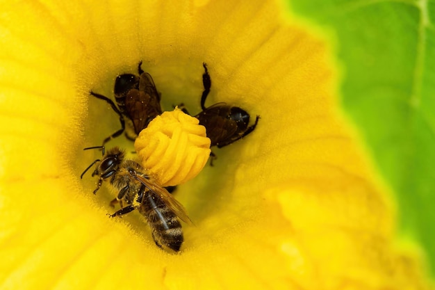 Las abejas recogen polen en una flor de calabacín