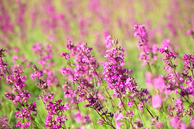 Las abejas recogen el polen en las flores rosadas del té Ivan que florece Sally o el fireweed en una mañana de verano