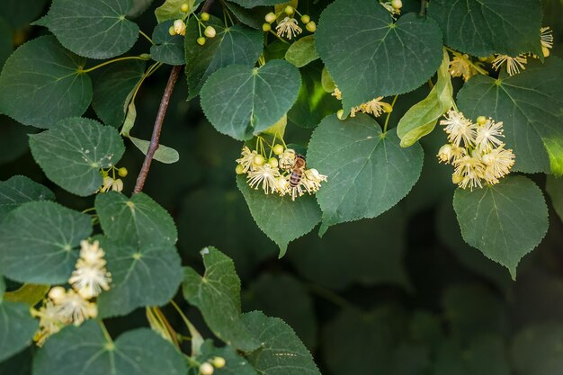 Las abejas recogen el polen de las flores del tilo durante la floración en primavera