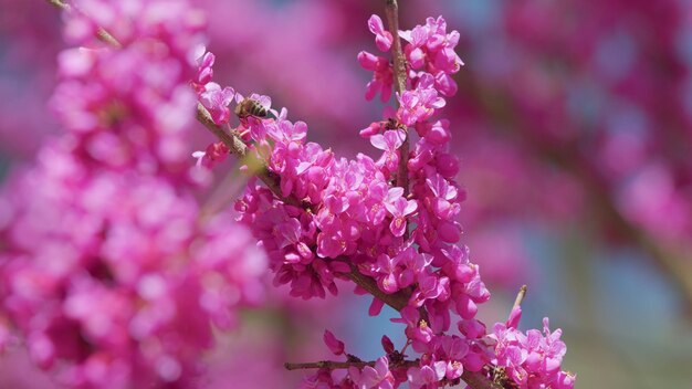 Las abejas recogiendo el polen del árbol de Judá rosa cercis europeo o escarlata europea de cerca