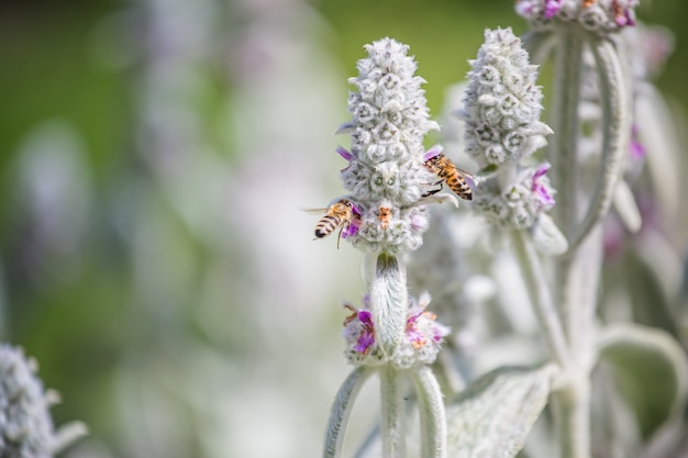 Foto las abejas recolectan néctar y polen de stachys byzantina, oreja de cordero, seto lanudo, stachys lanata, plantas blancas esponjosas olímpicas con flores de color púrpura en el macizo de flores en el jardín cerca del colmenar.