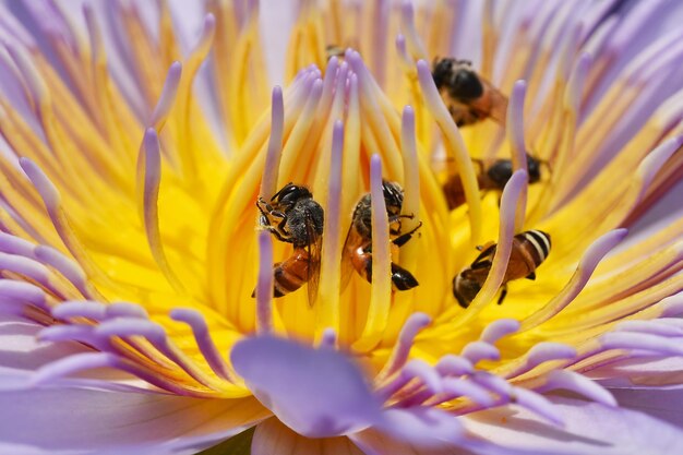 Las abejas recolectan polen de la flor de lirio de agua de loto, las abejas polinizan es ecología natural.