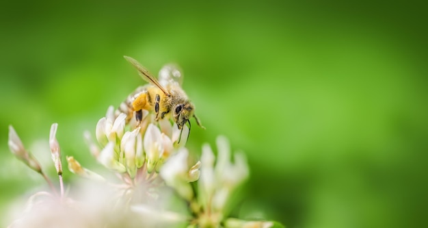 Abejas recolectando néctar en un campo de trébol blanco