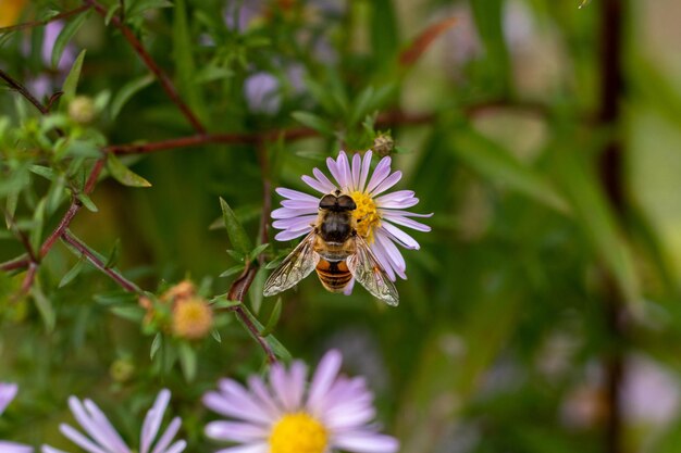 Abejas recolectando néctar