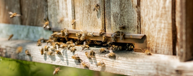 las abejas regresan a la colmena de abejas y entran a la colmena con néctar floral recogido y polen de flores. Enjambre de abejas recogiendo néctar de las flores. Miel de granja orgánica saludable.