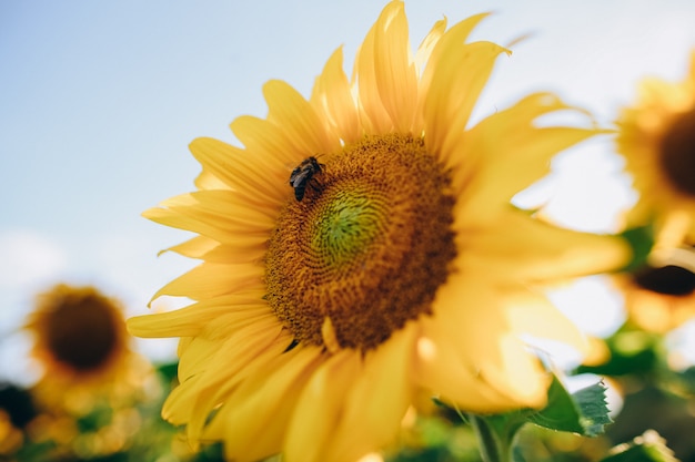 Abejas sentadas en un hermoso girasol amarillo