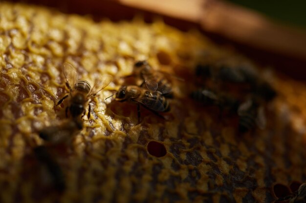 Las abejas se sientan en un marco con panales de miel y miel y vuelan alrededor de las colmenas en el fondo de un jardín verde en verano