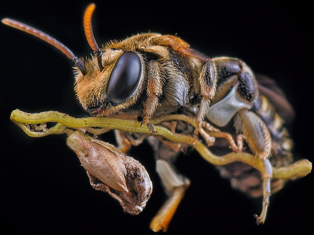 Abejas sudorosas posadas en las ramas