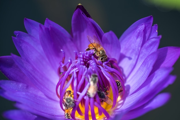 Las abejas toman el néctar de la hermosa flor de loto o nenúfar púrpura.