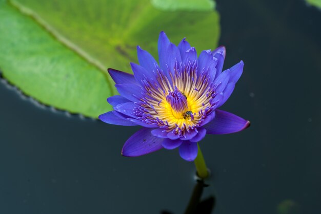 Las abejas toman el néctar de la hermosa flor de loto o nenúfar púrpura.