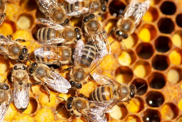 Las abejas trabajan en los panales en un plan recortado.