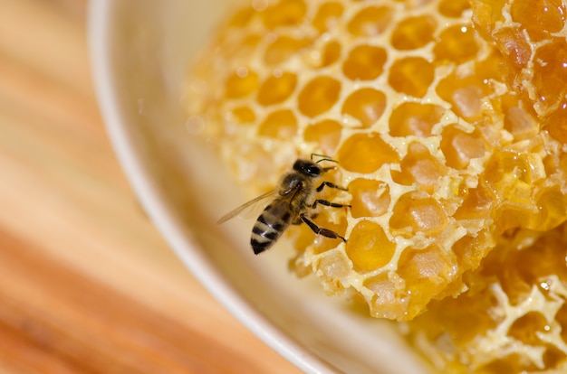 Abejas trabajando en células de miel.