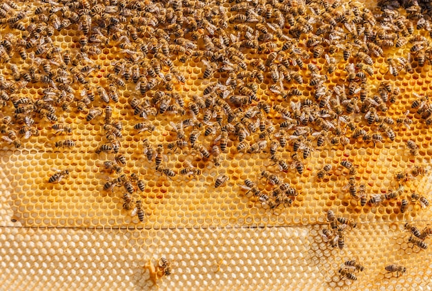 Abejas trabajando en panal, enjambre