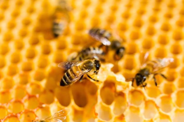 Abejas trabajando en panal.