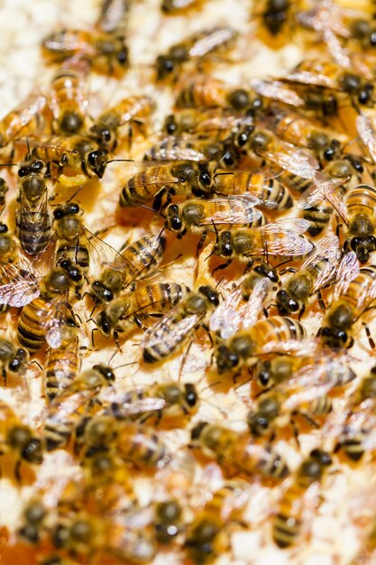 Abejas trabajando en panal.