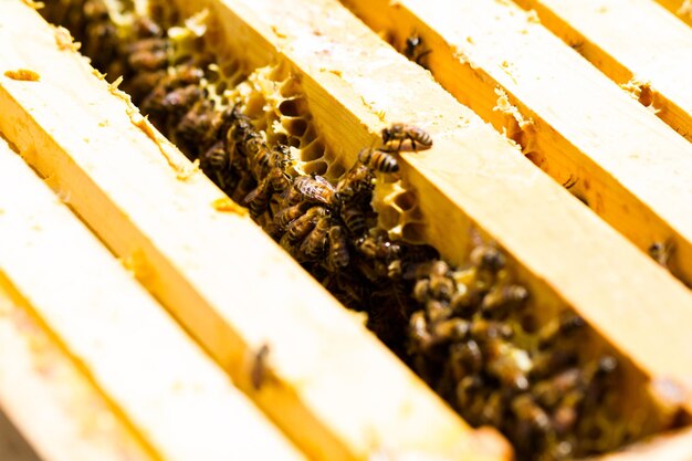 Abejas trabajando en panal.