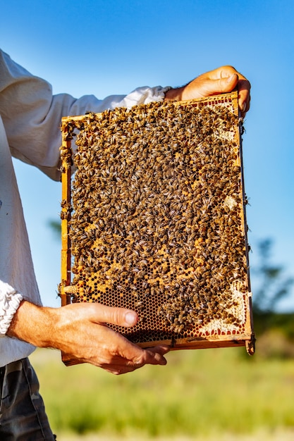 Abejas de trabajo en panal. Marcos de una colmena de abejas. Apicultura