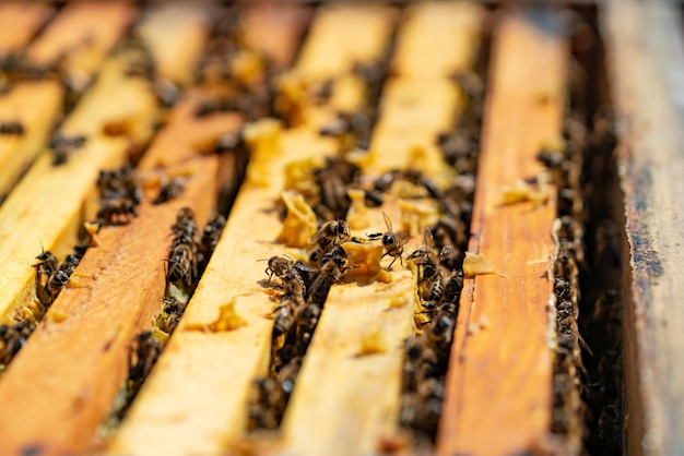 Las abejas traen miel a sus colmenas en clima cálido todo el día