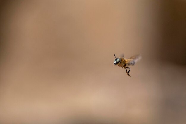 Las abejas voladoras Hymenoptera Málaga España