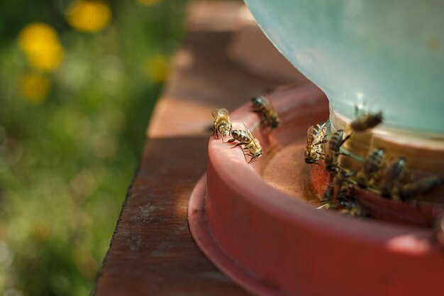 Abejas volando cerca de la foto macro de la colmena